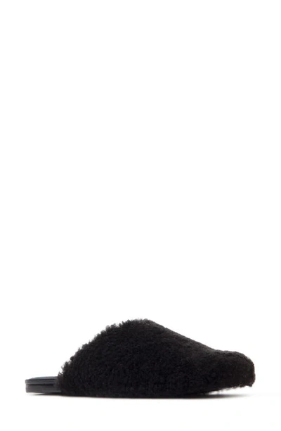 Shop Black Suede Studio Hailey Genuine Shearling Mule In Black/ Black Shearling