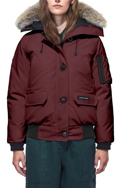 Shop Canada Goose Chilliwack Hooded Down Bomber Jacket With Genuine Coyote Fur Trim In Elderberry