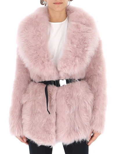 Shop Prada Belted Fur Coat In Pink