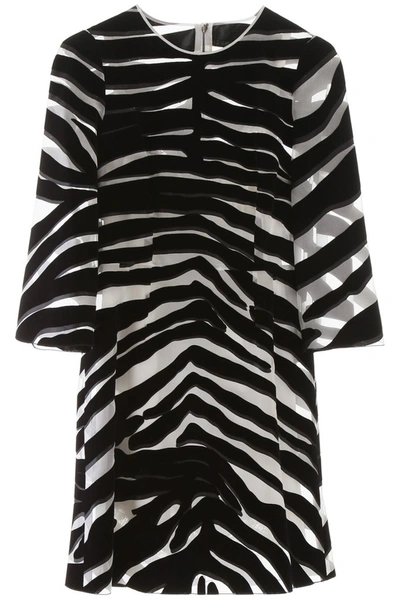 Shop Dolce & Gabbana Zebra Print Sheer Mini Dress In Multi
