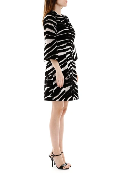 Shop Dolce & Gabbana Zebra Print Sheer Mini Dress In Multi