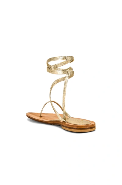 Shop Cornetti Coccorocci Sandal In Gold Python