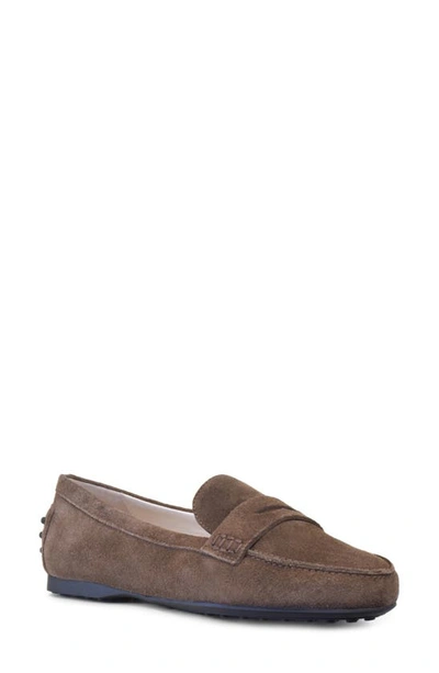 Shop Amalfi By Rangoni Dominic Penny Loafer In Bark Suede