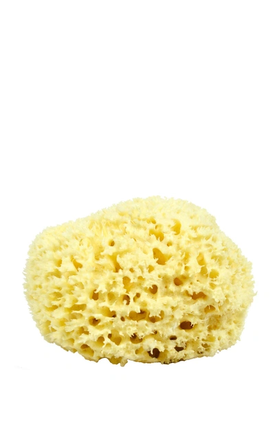 Shop Moda Neptune Sponge