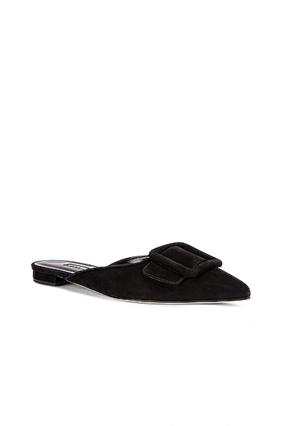 Manolo Blahnik Maysale Buckled Suede Point-toe Flats In Black