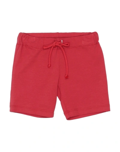 Le Bebé Newborn Boy Shorts & Bermuda Shorts Red Size 3 Cotton, Elastane In Red