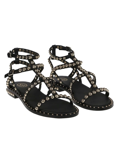 Shop Ash Precious Studded Sandals In Black