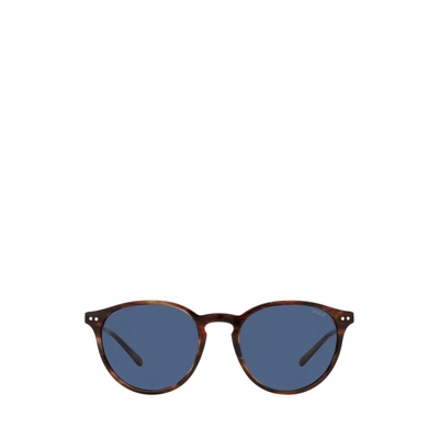 Shop Ralph Lauren Panto Sunglasses In Shiny Stripped Havana