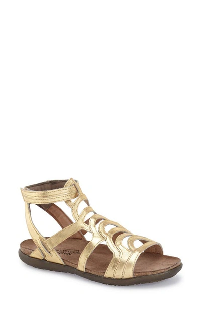 Shop Naot 'sara' Gladiator Sandal In Gold Leather
