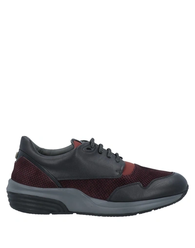 Shop Alberto Guardiani Sneakers In Maroon