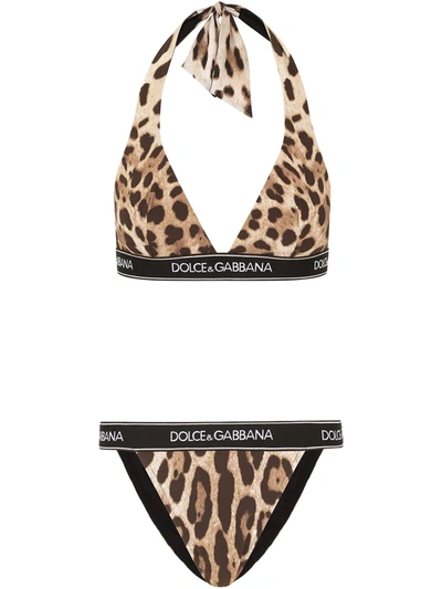 Shop Dolce & Gabbana Leopard-print Logo-band Bikini In Brown