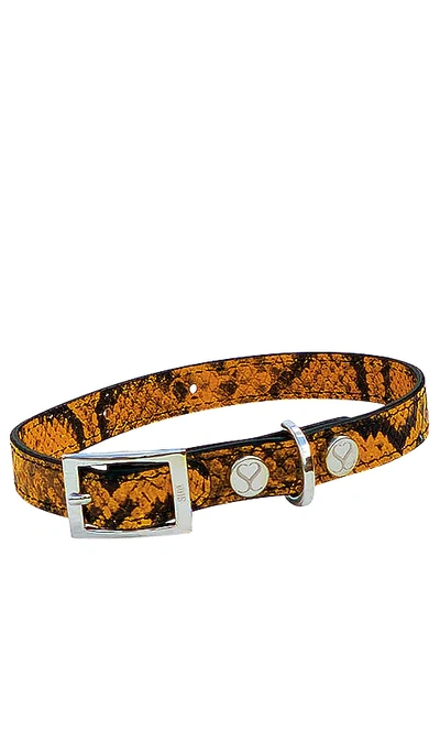 Shop Shaya Pets The Taylor Large Collar In Embossed Yellow & Black