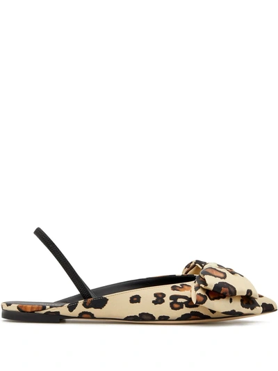 Shop Giuseppe Zanotti Johanna Leopard-print Ballerina Shoes In Braun