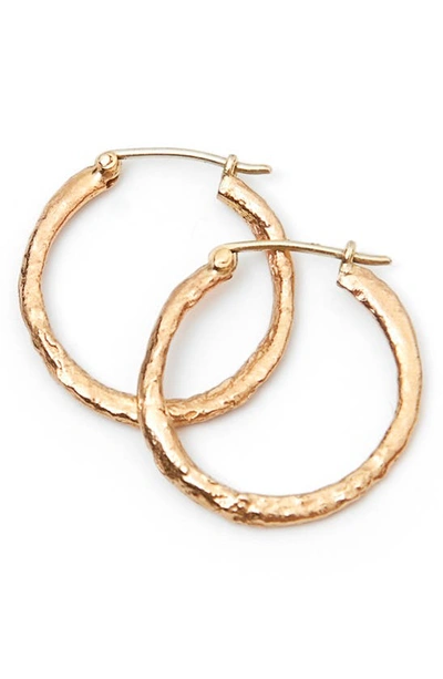 Shop Alice Waese Medium 14k Gold Hoop Earrings
