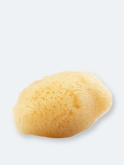 Shop Farmaesthetics Cosmetic Sea Silk Sponge