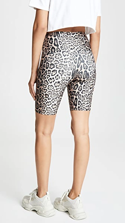 Shop Onzie High Rise Bike Shorts In Leopard