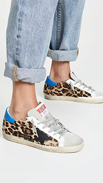 Shop Golden Goose Superstar Sneakers In Snow Leopard/royal