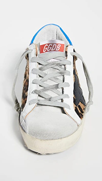 Shop Golden Goose Superstar Sneakers In Snow Leopard/royal