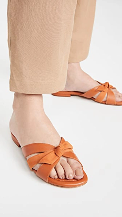 Shop Alexandre Birman Suelita Flat Sandals In Golden Ochre