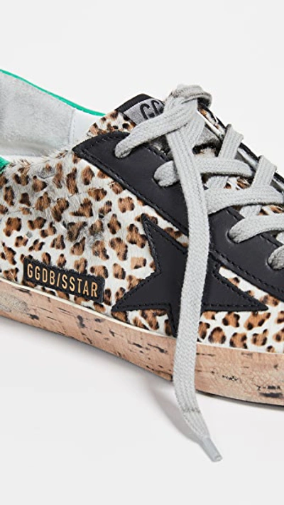 Shop Golden Goose Superstar Sneakers In Leopard/cork