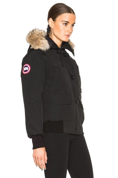 Shop Canada Goose Chilliwack Bomber With Coyote Fur In Black