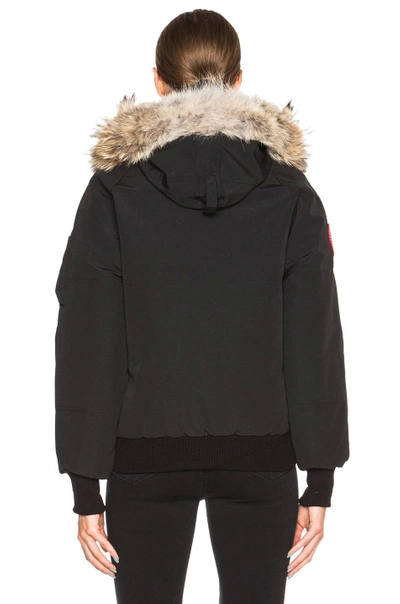 Shop Canada Goose Chilliwack Bomber With Coyote Fur In Black