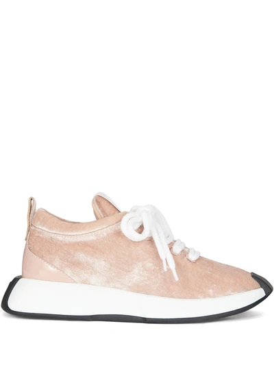 Shop Giuseppe Zanotti Ferox Velvet Sneakers In 粉色