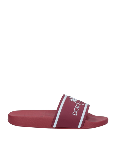 Shop Dolce & Gabbana Man Sandals Brick Red Size 8 Rubber