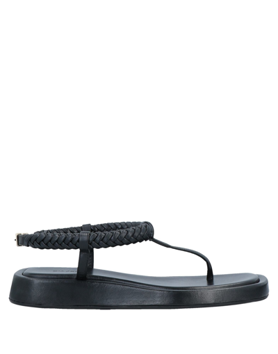 Shop Gia Couture Woman Toe Strap Sandals Black Size 9 Soft Leather