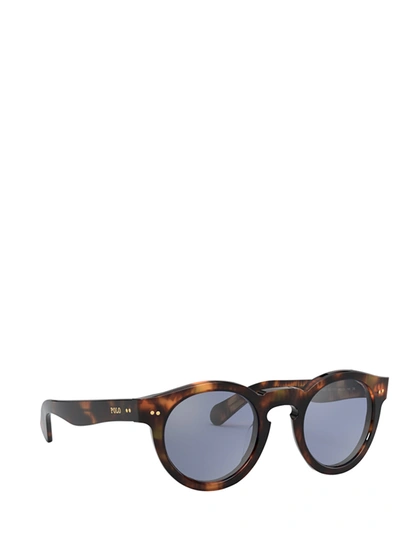 Shop Polo Ralph Lauren Sunglasses In Shiny Jerry Havana
