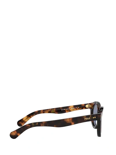 Shop Polo Ralph Lauren Sunglasses In Shiny Jerry Havana