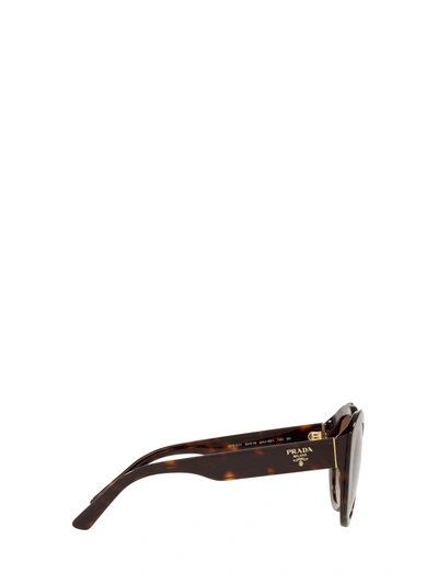 Shop Prada Pr 01ys Havana Female Sunglasses