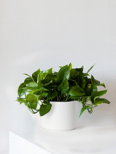 Shop Leon & George Medium Cascading Pothos With Mid-century Ceramic Pot In White