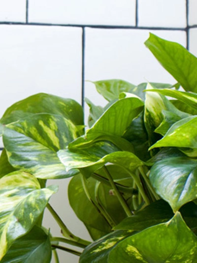 Shop Leon & George Medium Cascading Pothos With Mid-century Ceramic Pot In White