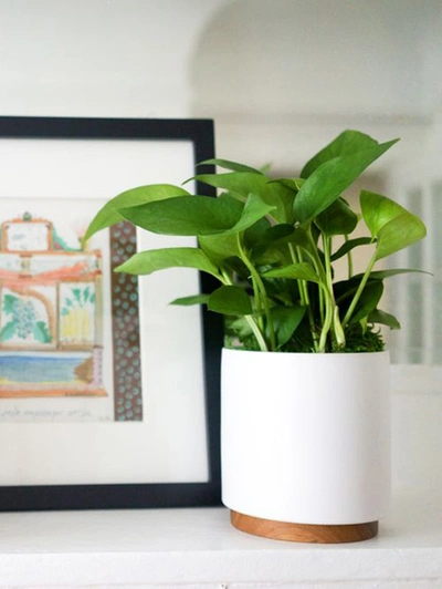 Shop Leon & George Small Jade Pothos With Mid-century Ceramic Pot And Wood Plinth In White