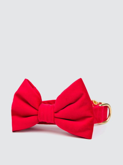 Shop The Foggy Dog Cranberry Velvet Bow Tie Collar In Red