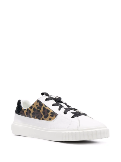 Shop Just Cavalli Leopard-print Panelled Leather Sneakers In Black