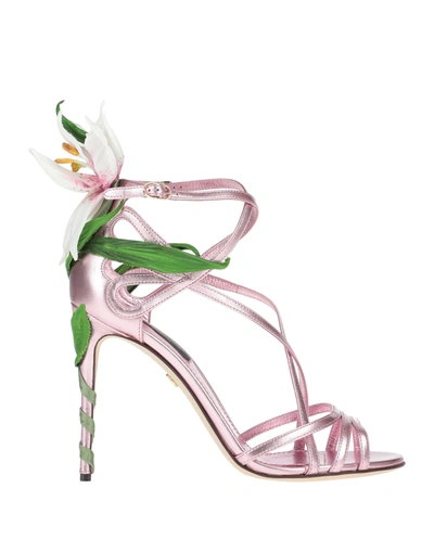 Shop Dolce & Gabbana Woman Sandals Pink Size 8.5 Soft Leather