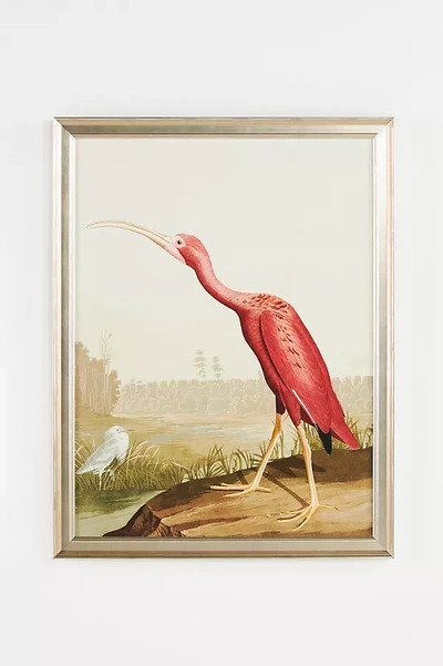 Shop Anthropologie Regal Audubon Wall Art In Pink