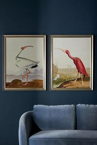 Shop Anthropologie Regal Audubon Wall Art In White