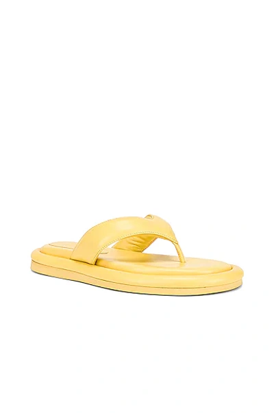 Shop Gia Borghini Leather Thong Sandal In Butter Yellow