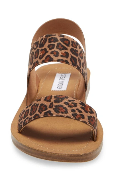 Shop Steve Madden Roma Sandal In Leopard Print