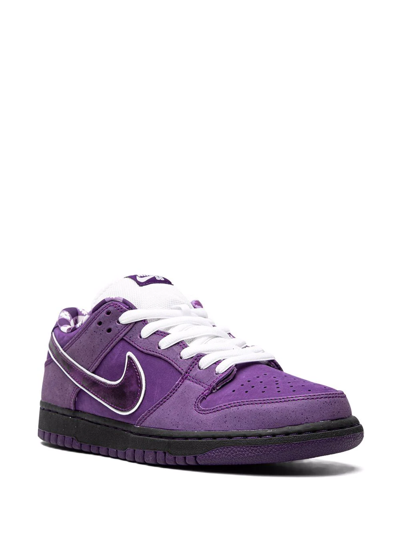 Shop Nike X Concepts Sb Dunk Low Pro Og Qs "purple Lobster Special Box" Sneakers
