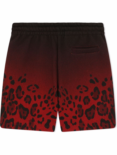 Dolce & Gabbana Gradient Leopard-print Shorts In Black