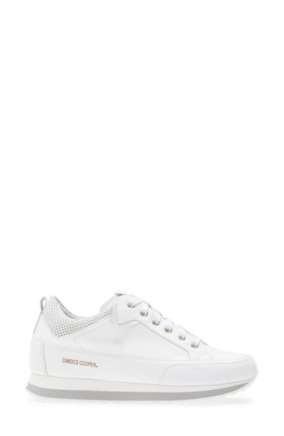 Candice Cooper Adel Sneaker In White/ Grey | ModeSens