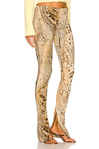 Shop Blumarine Printed Jersey Pant In Sahara & Marrone