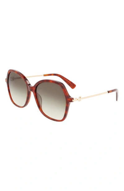 Longchamp 57mm Amazone Modified Rectangle Sunglasses In Havana