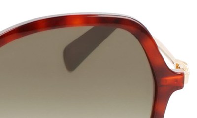 Longchamp 57mm Amazone Modified Rectangle Sunglasses In Havana