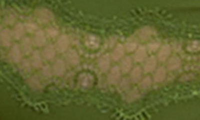 Uwila Warrior Happy Seams Lace Trim Seamless Briefs In Terrarium Moss