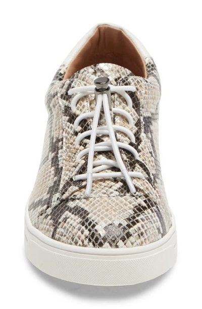 Shop Linea Paolo Kirby Sneaker In Dark Brown Snake Print Leather